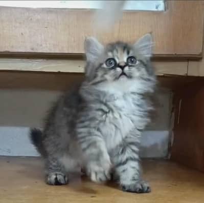 Persian kitten /punch face /triple coat /female male  cat