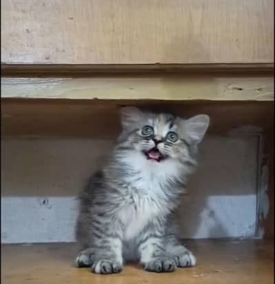 Persian kitten /punch face /triple coat /female male  cat