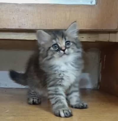 Persian kitten /punch face /triple coat /female male  cat