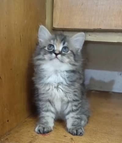 Persian kitten /punch face /triple coat /female male  cat