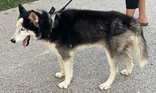 Male Siberian Husky - G15, Islamabad