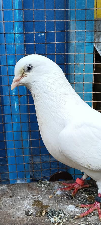 pigeon for sale