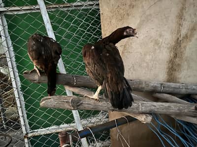 Seal Murgi For Sale