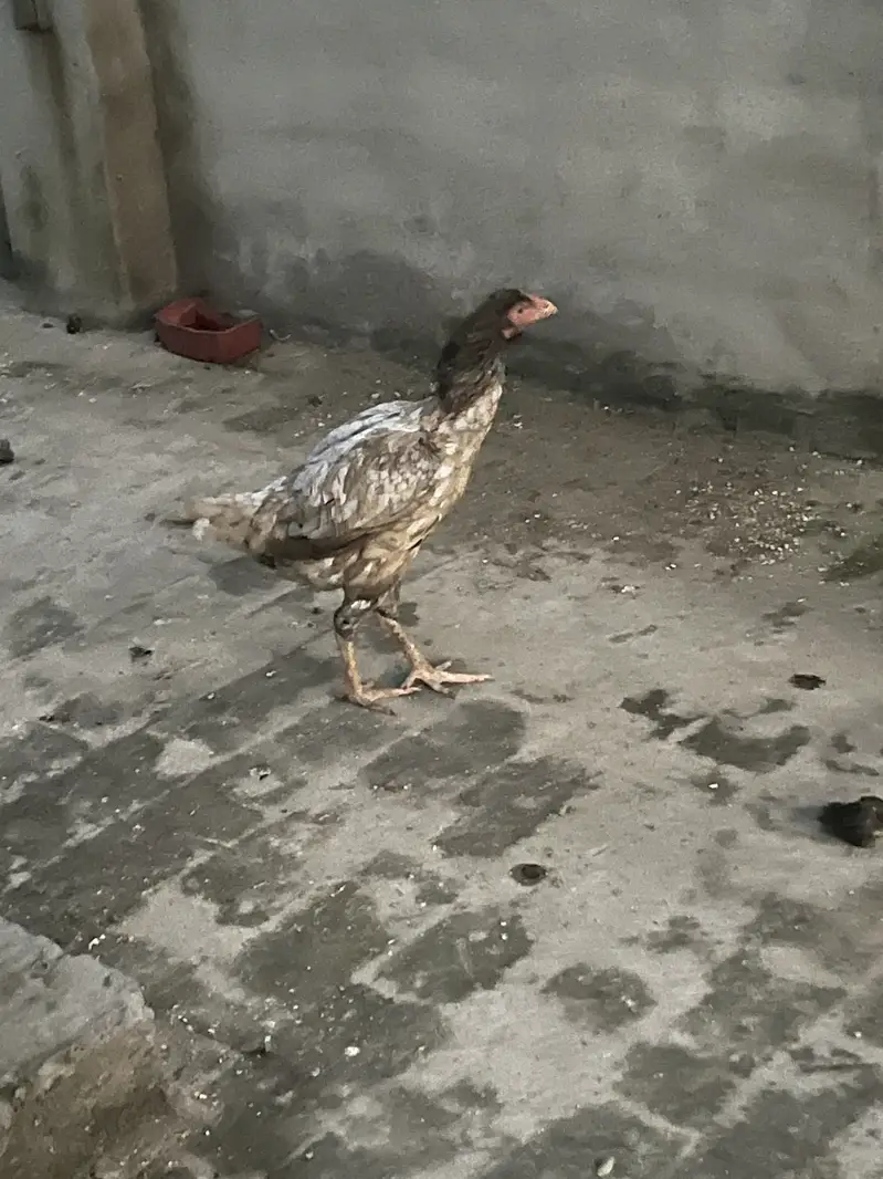 Seal Murgi For Sale — photo 3