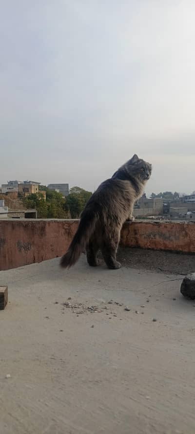 Persian cat /kitten