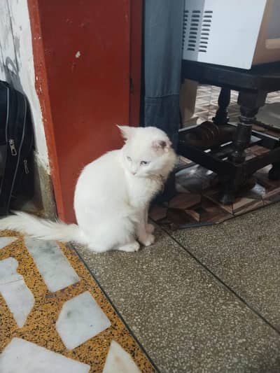 persian kitten | doll face | double coated |white persian cat for sale