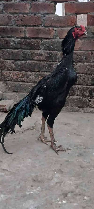 Rooster hub