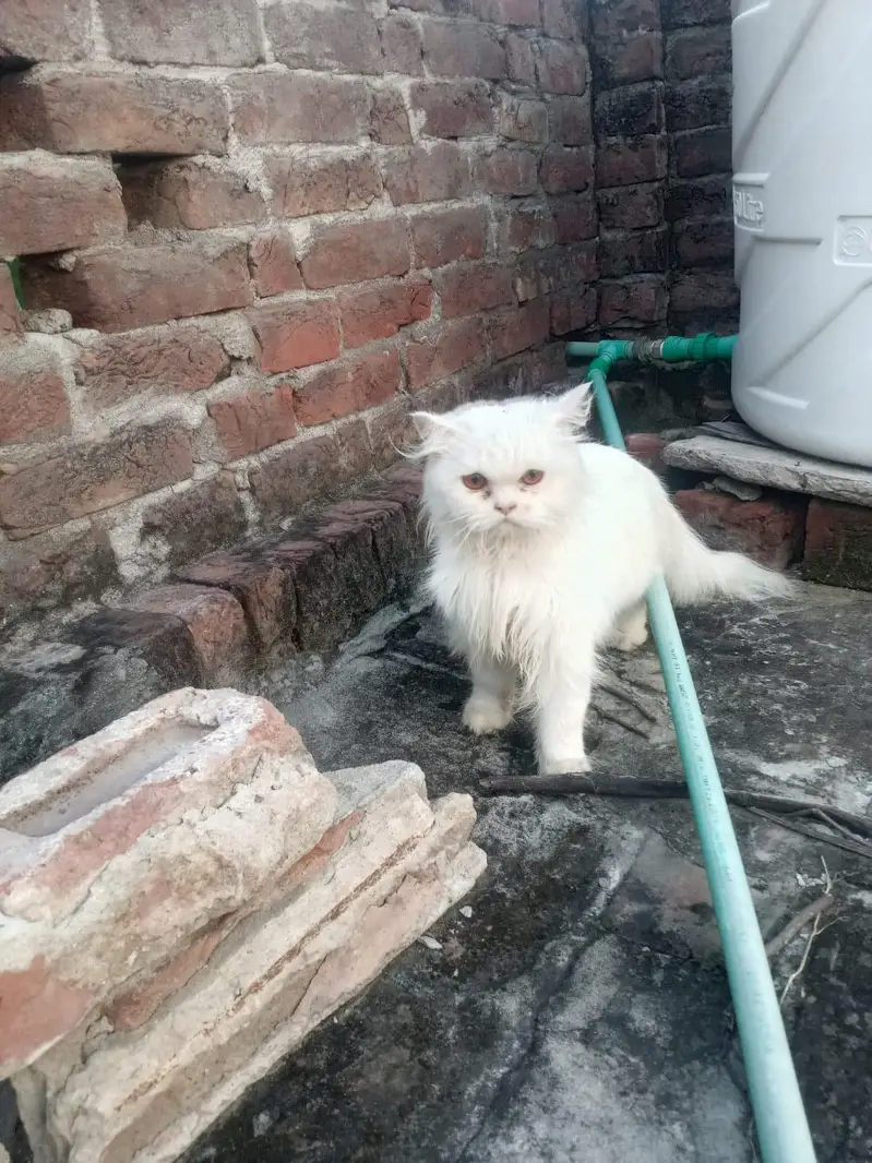 All Cats And Kittens — photo 4