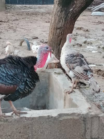 Turkey Breeder pair