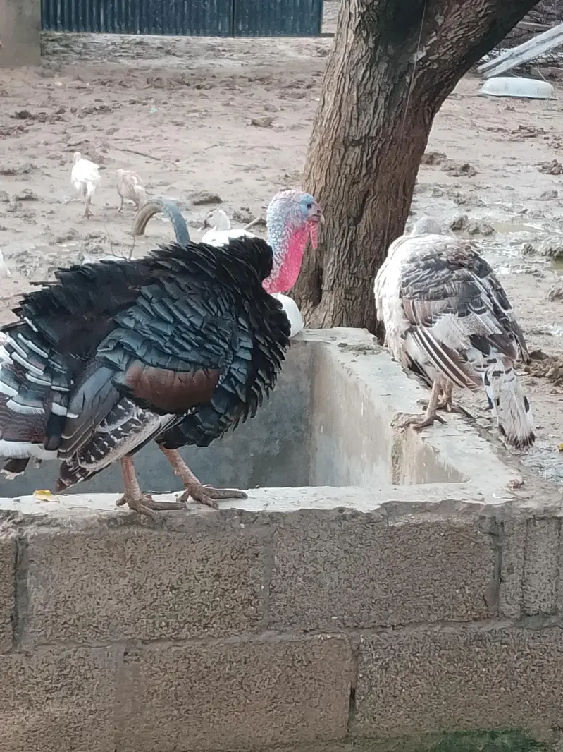Turkey Breeder pair — photo 2
