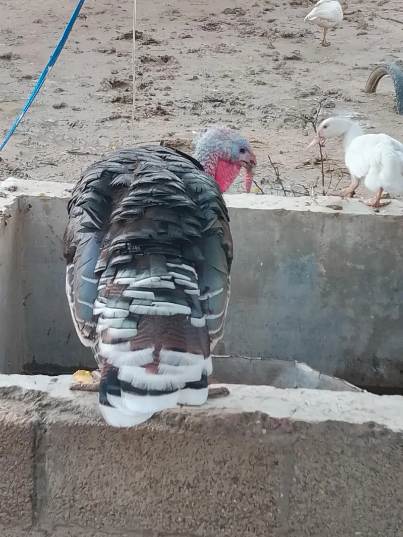 Turkey Breeder pair — photo 3