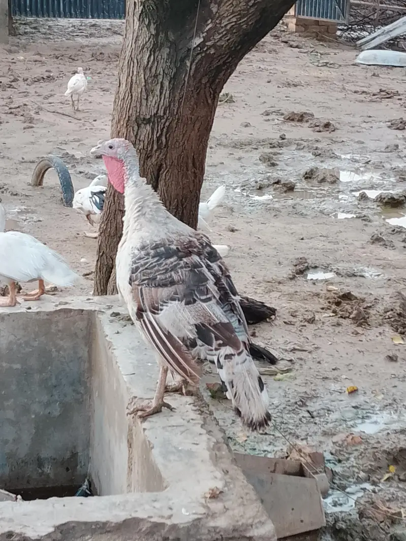 Turkey Breeder pair — photo 4
