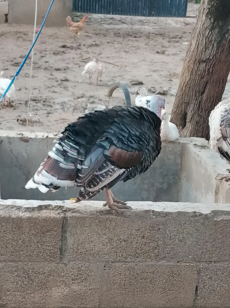 Turkey Breeder pair — photo 5