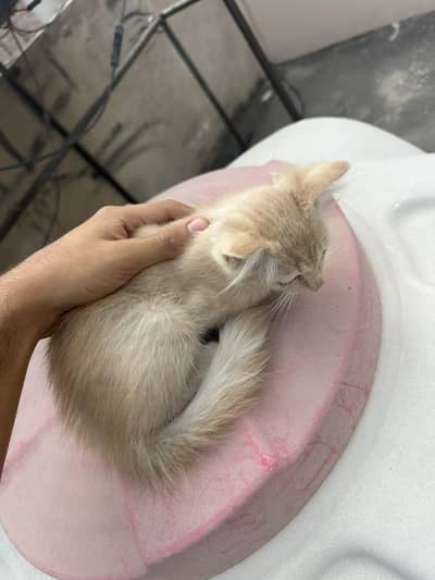 KITTEN CREAM COLOR WITH BLUE EYES