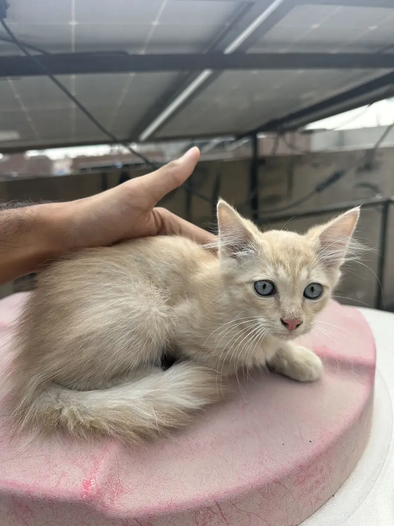KITTEN CREAM COLOR WITH BLUE EYES — photo 2