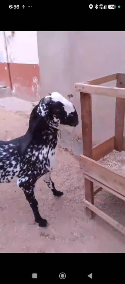 6 Or 8 Daanth Hain Dono Bakri Pregnant Hain 2 Or 3 Months Ki Confirm