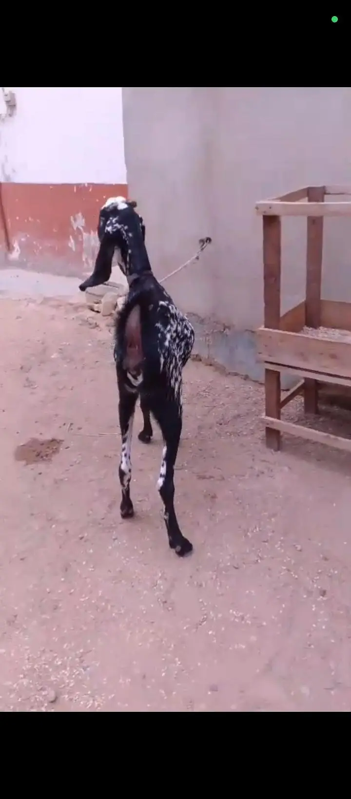 6 Or 8 Daanth Hain Dono Bakri Pregnant Hain 2 Or 3 Months Ki Confirm — photo 2