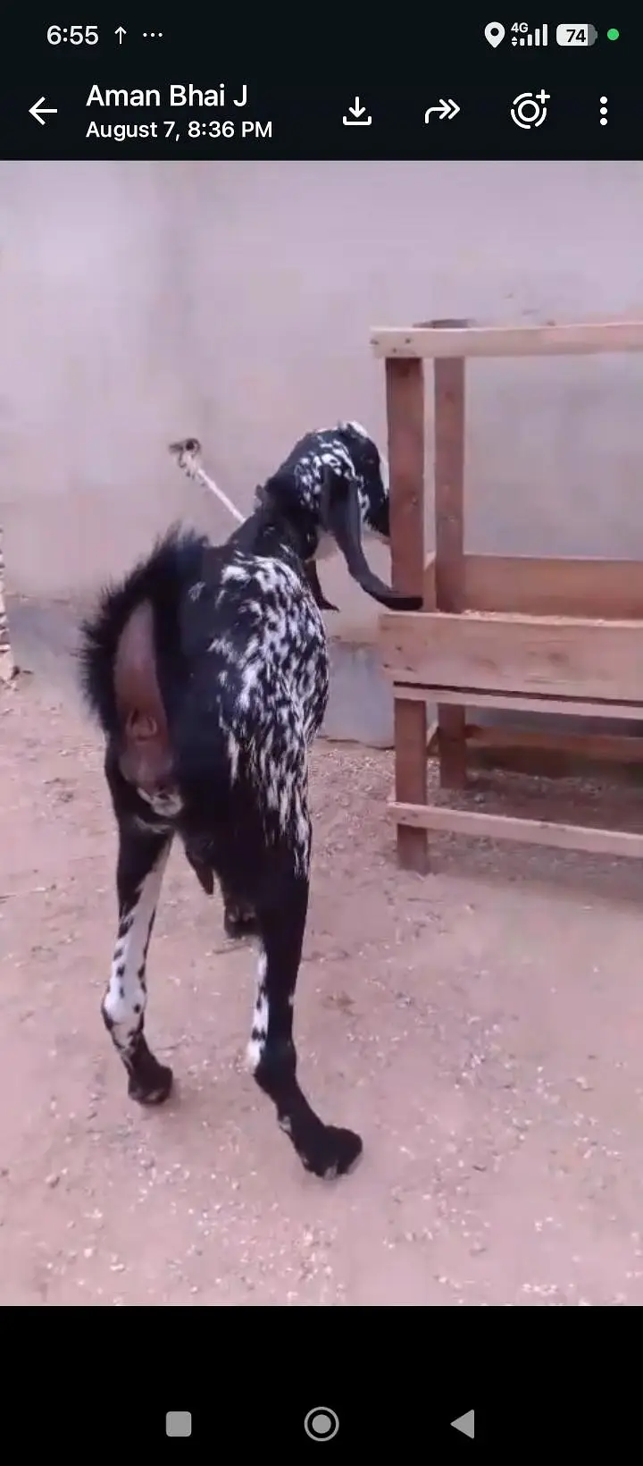 6 Or 8 Daanth Hain Dono Bakri Pregnant Hain 2 Or 3 Months Ki Confirm — photo 3
