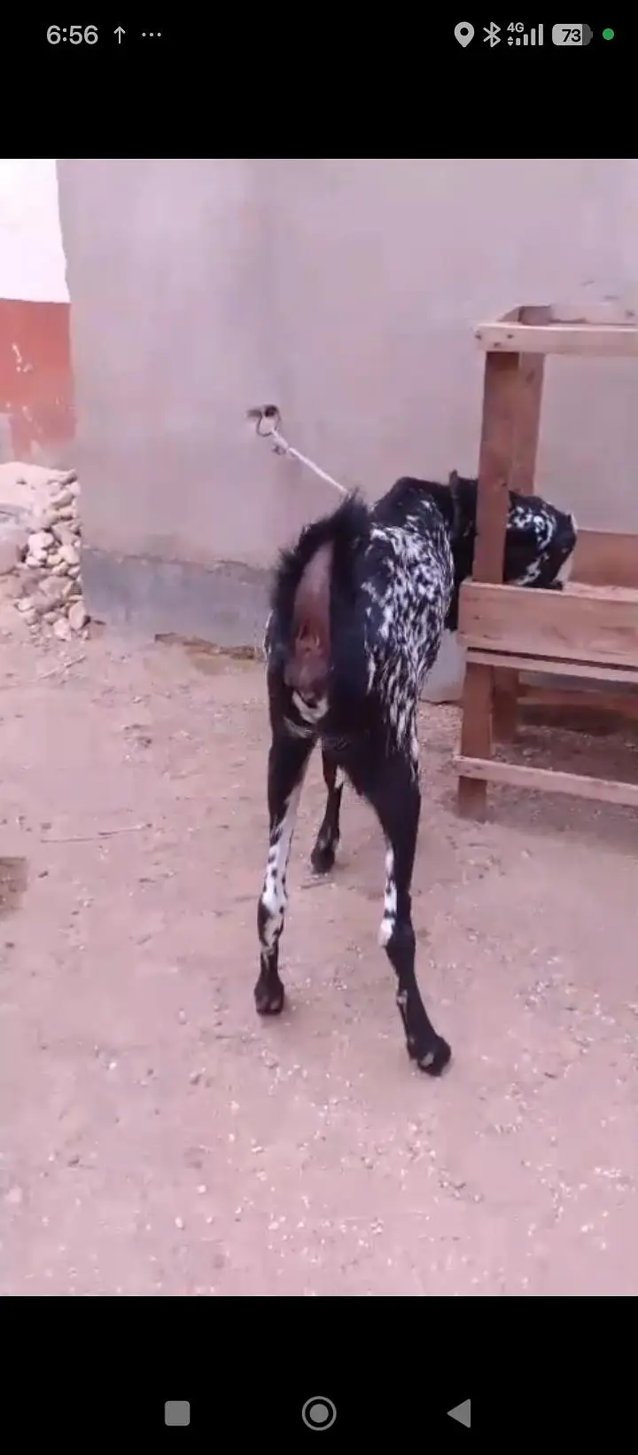 6 Or 8 Daanth Hain Dono Bakri Pregnant Hain 2 Or 3 Months Ki Confirm — photo 4