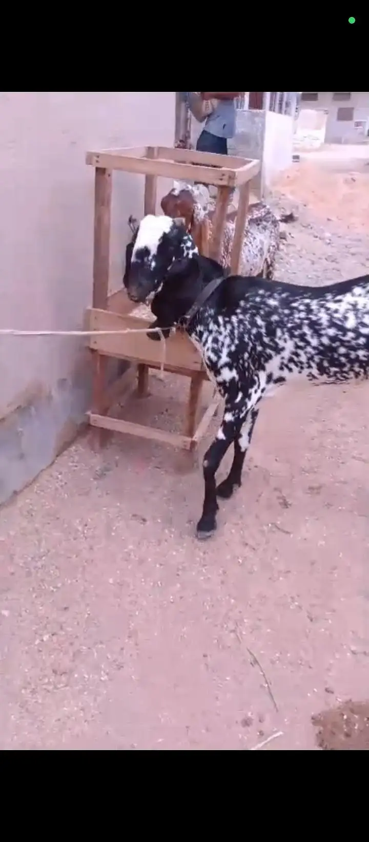 6 Or 8 Daanth Hain Dono Bakri Pregnant Hain 2 Or 3 Months Ki Confirm — photo 5