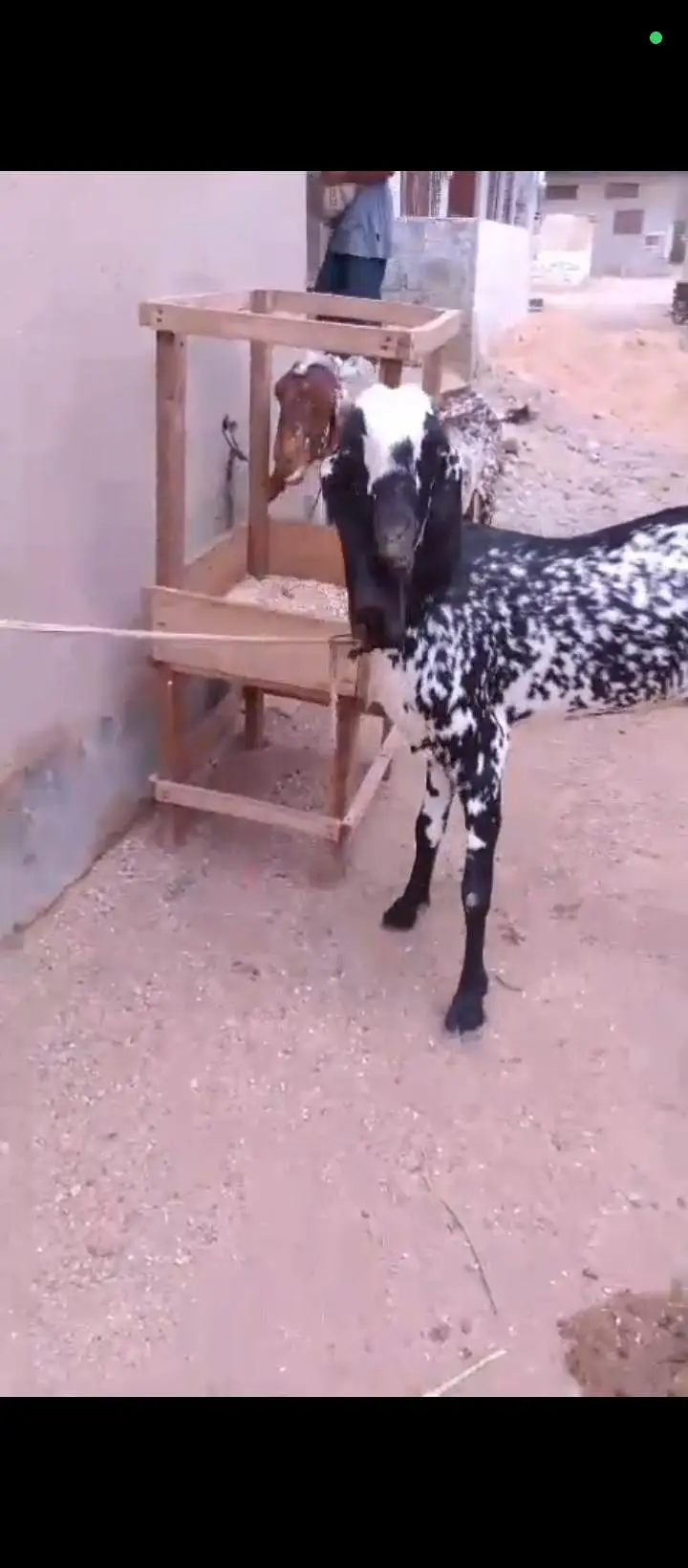 6 Or 8 Daanth Hain Dono Bakri Pregnant Hain 2 Or 3 Months Ki Confirm — photo 6