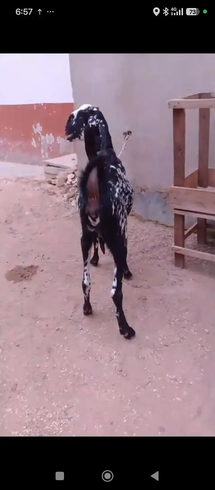 6 Or 8 Daanth Hain Dono Bakri Pregnant Hain 2 Or 3 Months Ki Confirm — photo 7