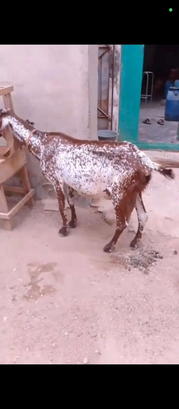 6 Or 8 Daanth Hain Dono Bakri Pregnant Hain 2 Or 3 Months Ki Confirm — photo 8