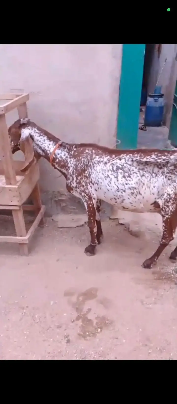 6 Or 8 Daanth Hain Dono Bakri Pregnant Hain 2 Or 3 Months Ki Confirm — photo 9