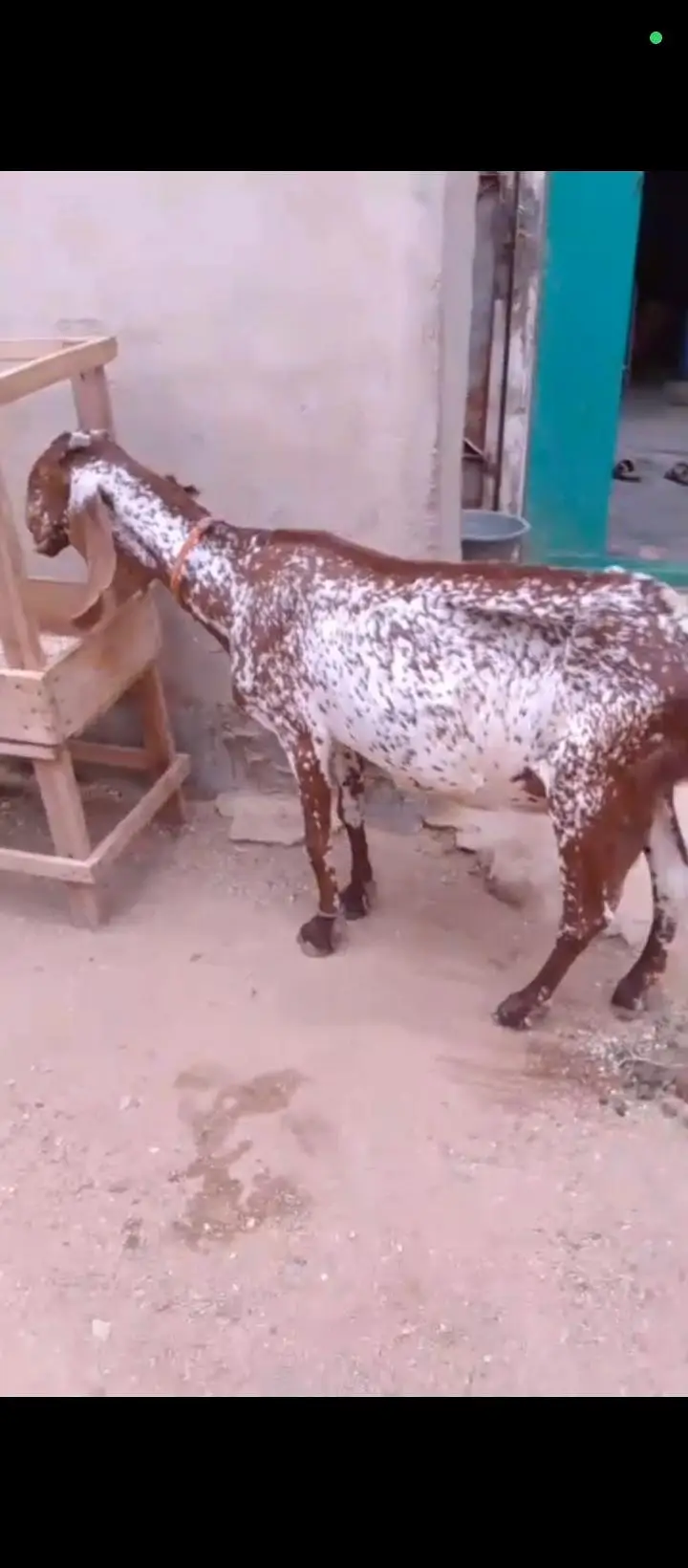 6 Or 8 Daanth Hain Dono Bakri Pregnant Hain 2 Or 3 Months Ki Confirm — photo 10