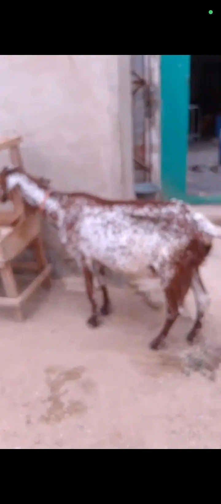 6 Or 8 Daanth Hain Dono Bakri Pregnant Hain 2 Or 3 Months Ki Confirm — photo 11