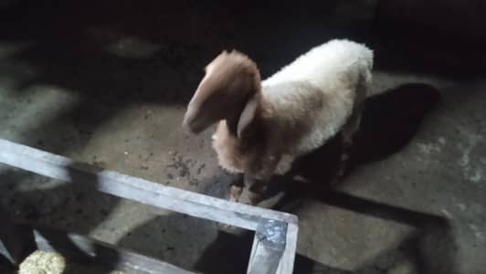sheep