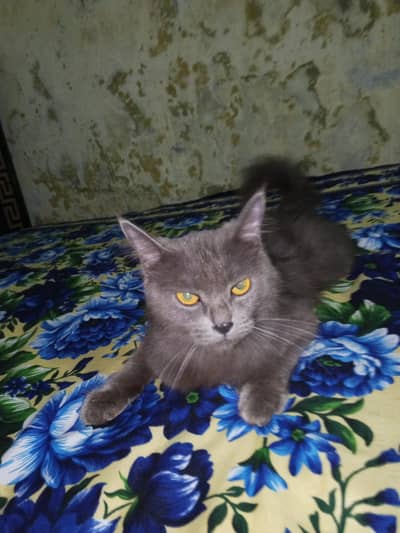 Chartreux cat  very beautiful cat  all family enjoy your cat 