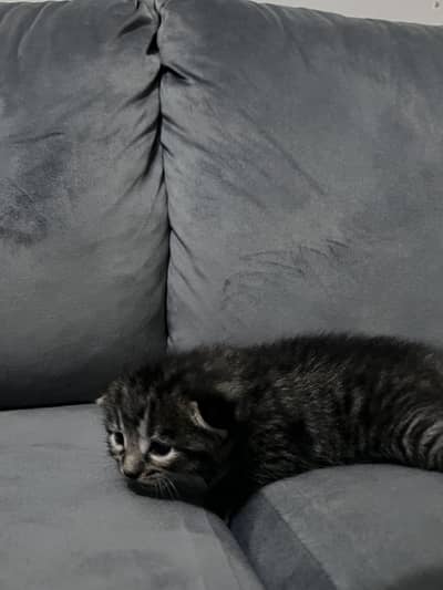 New born British short hair kitten in dark grey color Single coated