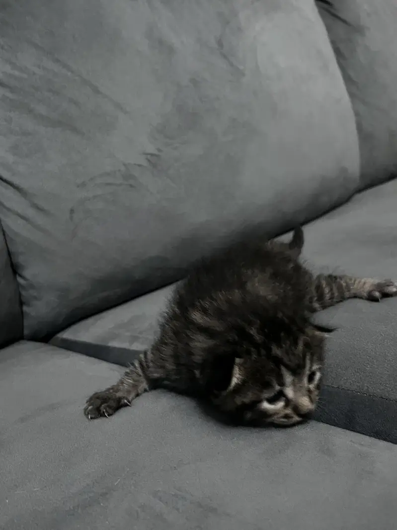 New born British short hair kitten in dark grey color Single coated — photo 2