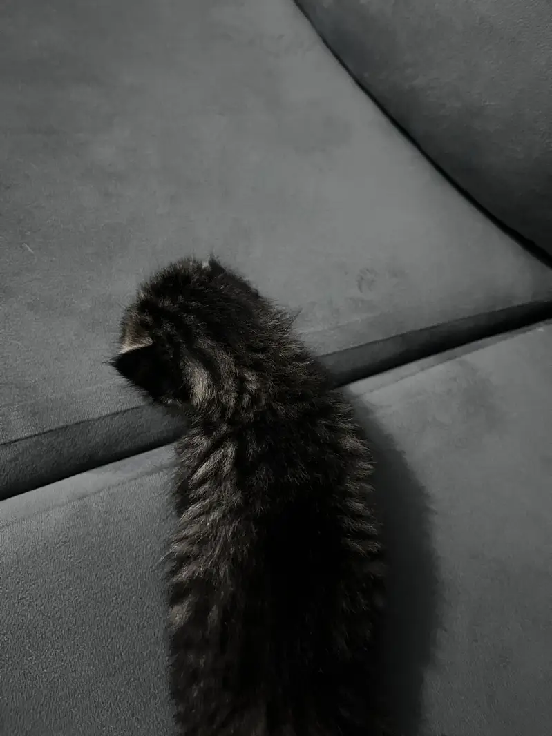 New born British short hair kitten in dark grey color Single coated — photo 3