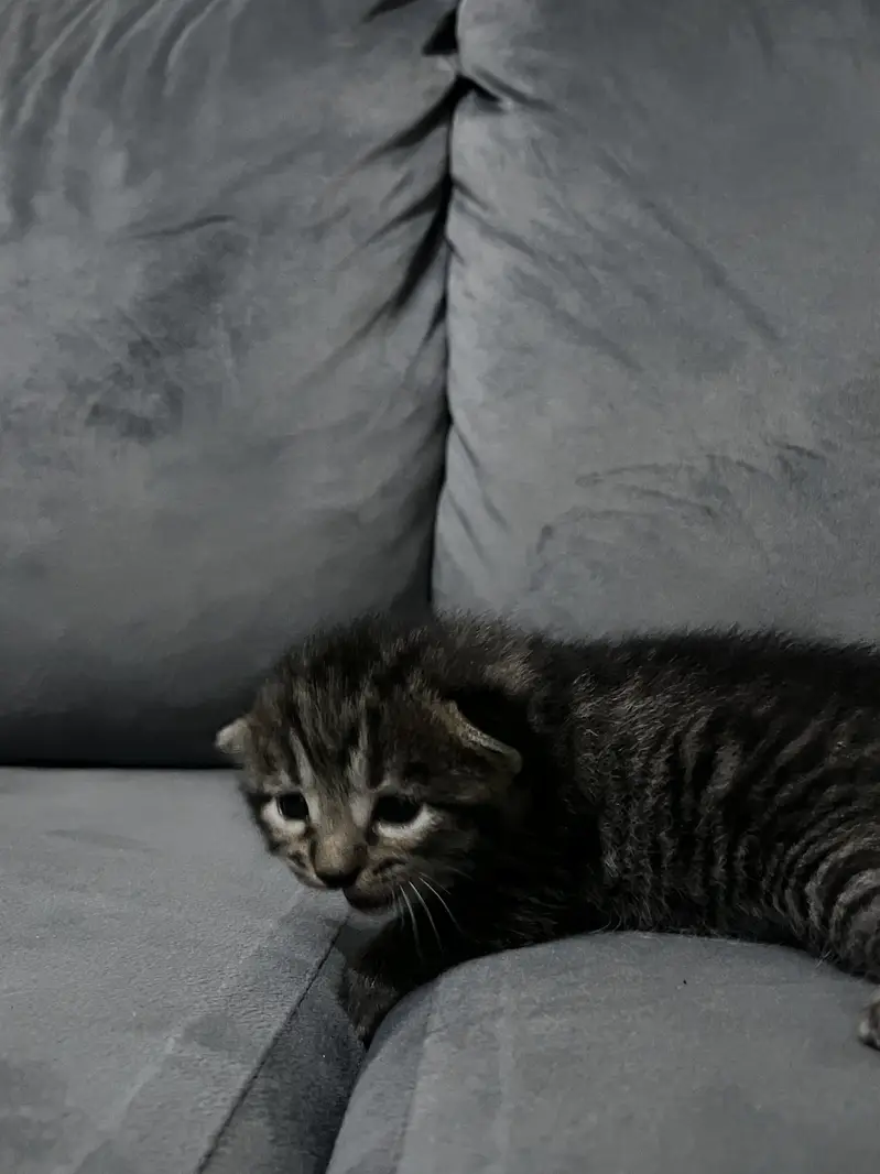 New born British short hair kitten in dark grey color Single coated — photo 4