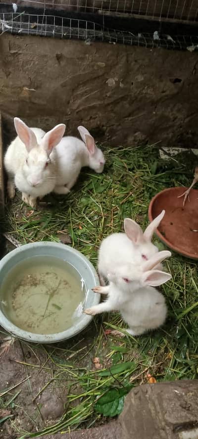 rabbit