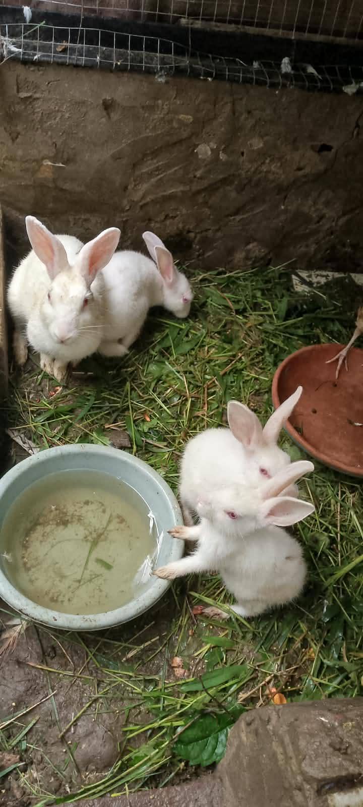 rabbit 0