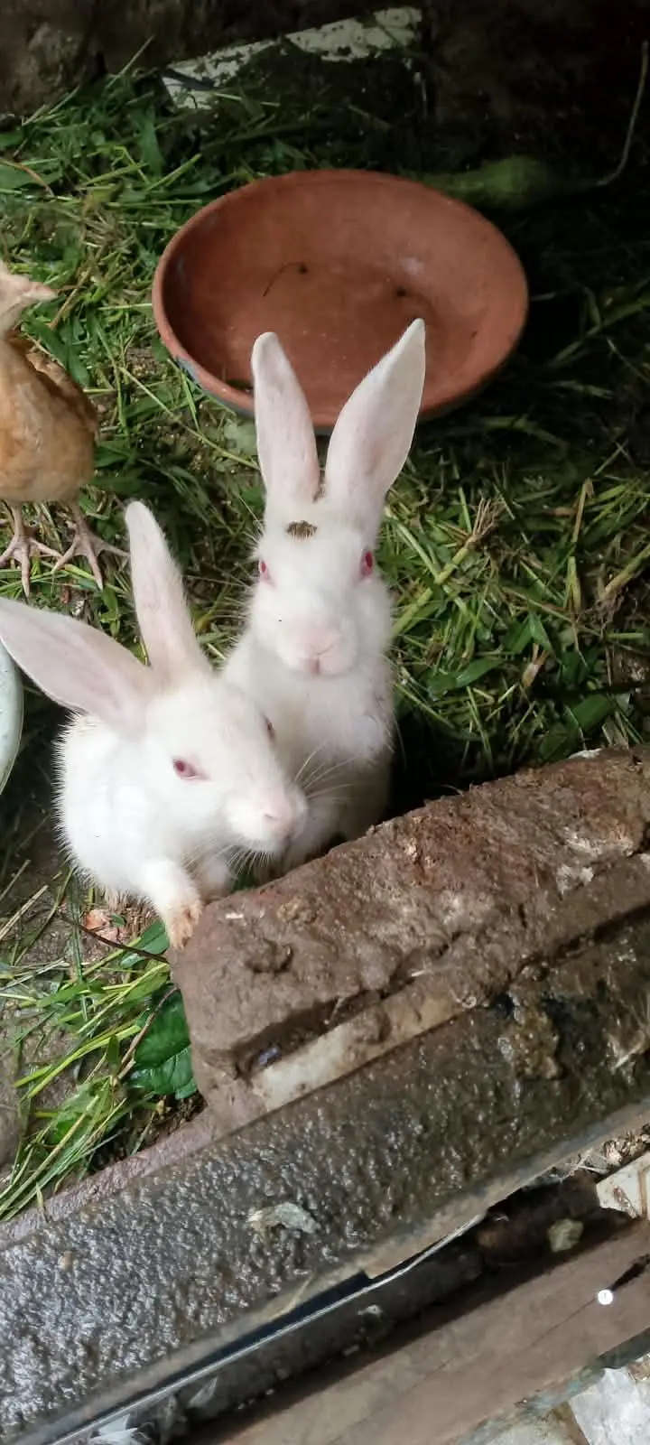 rabbit — photo 2