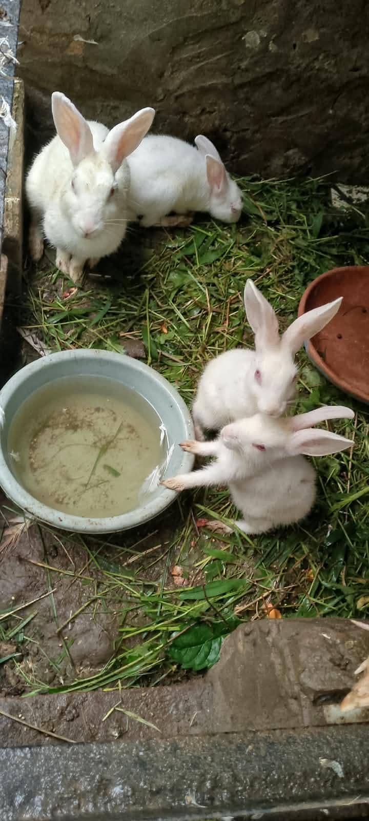 rabbit 2