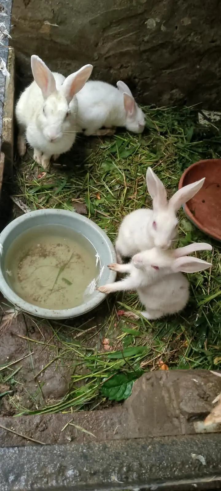 rabbit — photo 3