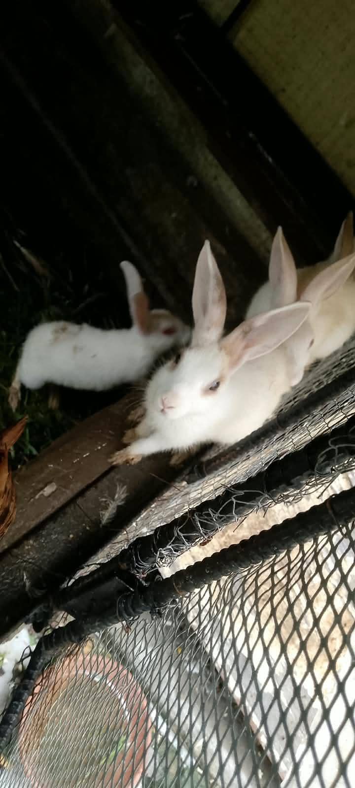 rabbit 3