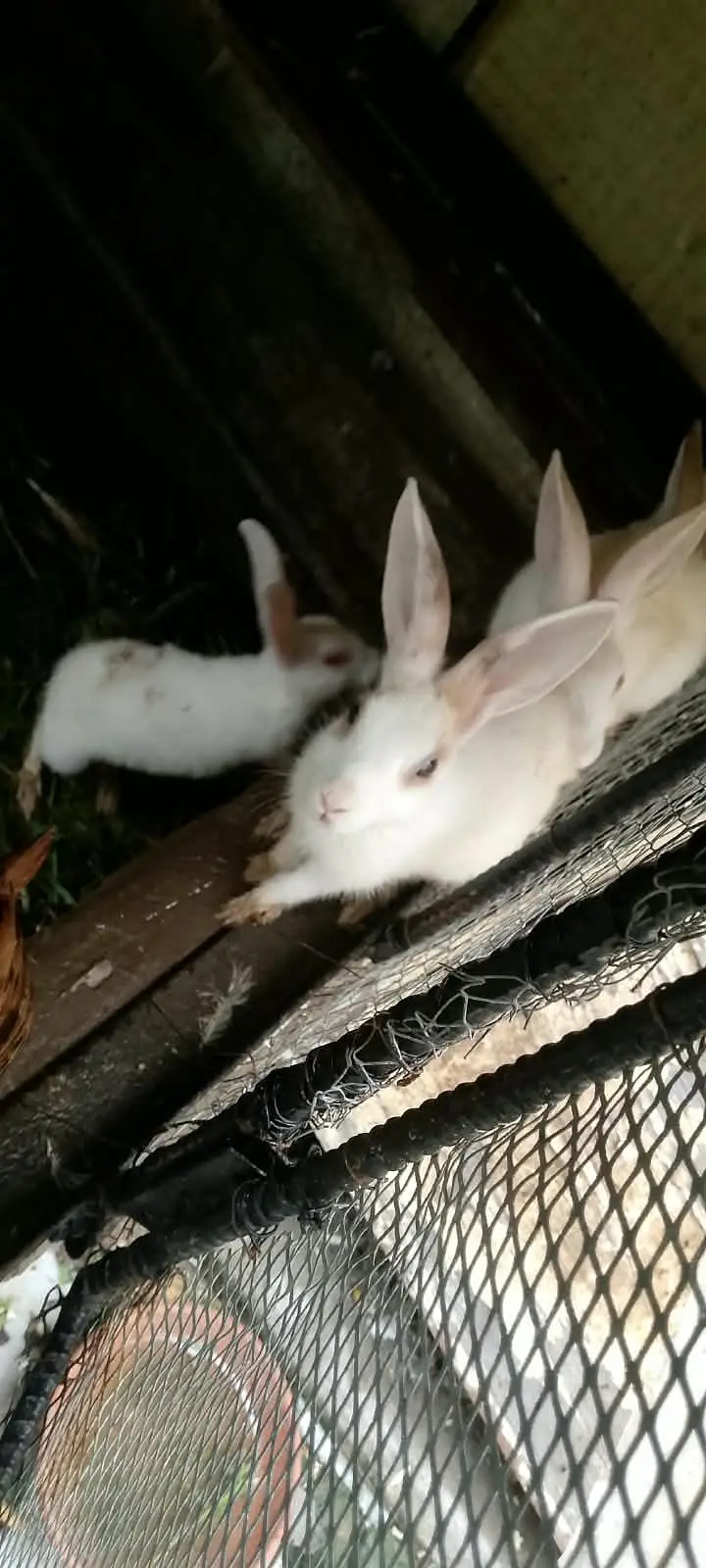 rabbit — photo 4