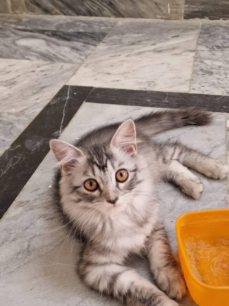 persian cat dubble cod 4