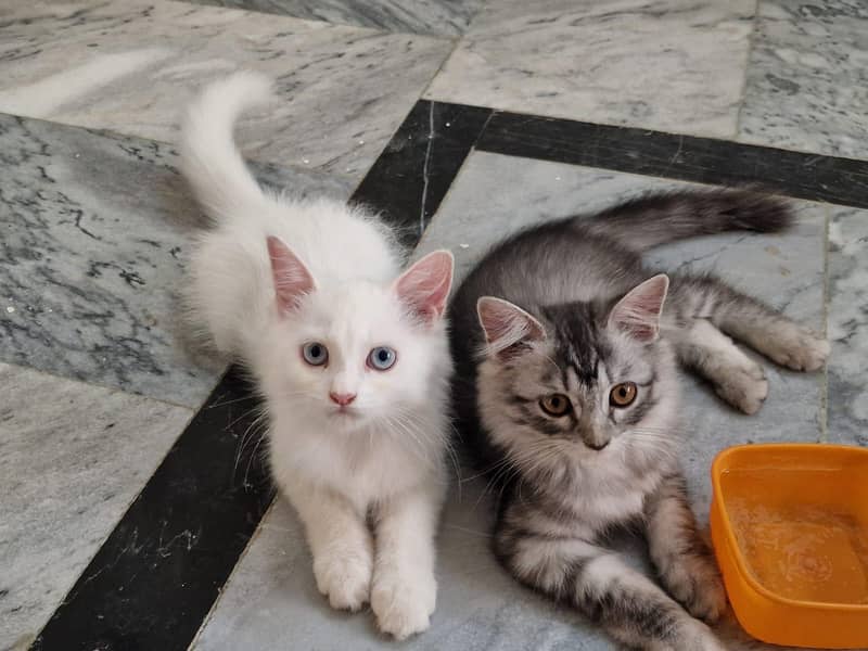 persian cat dubble cod 5