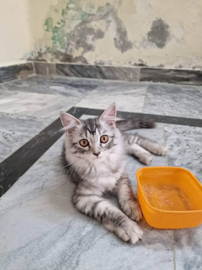 persian cat dubble cod 6