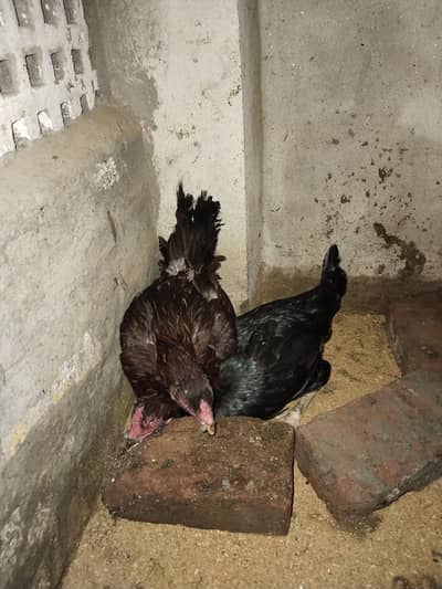 kurak 2 murghi aur white Heera murghi aur 6 bchy hain