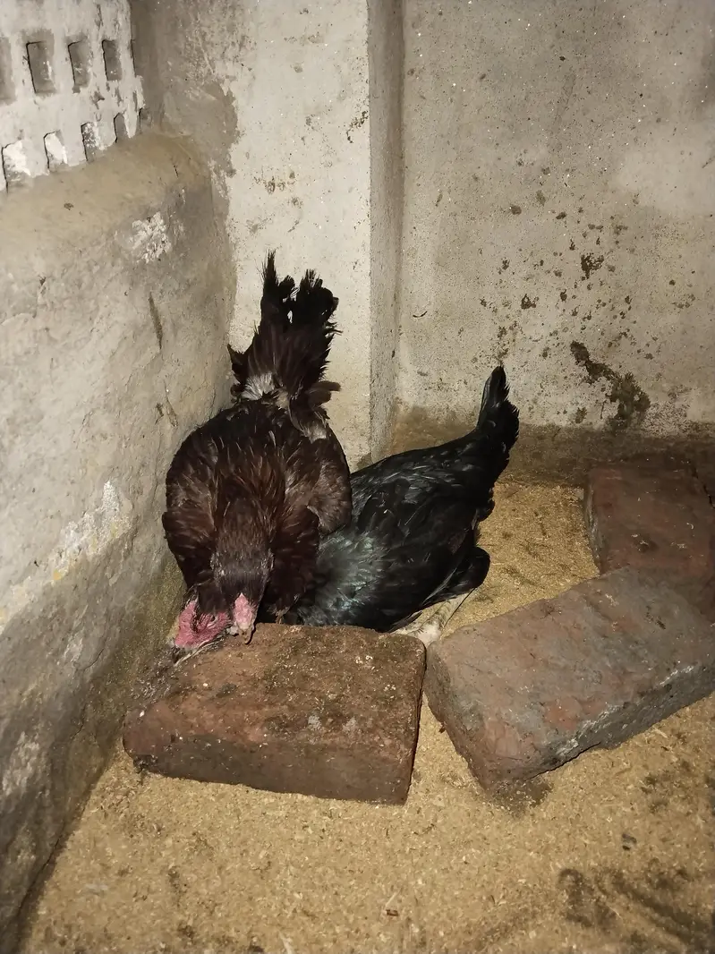 aseel hens — photo 2