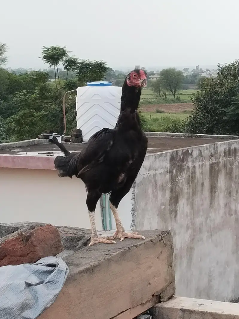 aseel hens — photo 3