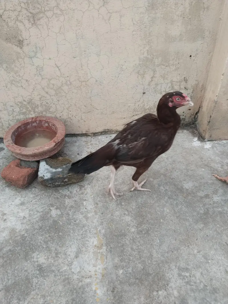 aseel hens — photo 4